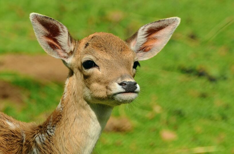 Todesursache dreier Damwildtiere wird untersucht