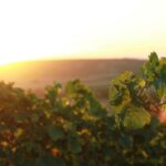 vineyards, rheinhessen, rheinland, viticulture, wine, grapes, stade cover, stadecken-elsheim, langelsheim, germany