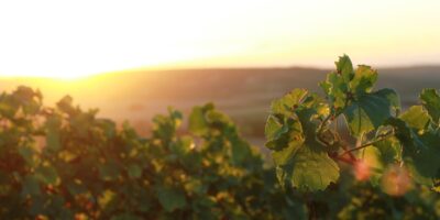 vineyards, rheinhessen, rheinland, viticulture, wine, grapes, stade cover, stadecken-elsheim, langelsheim, germany