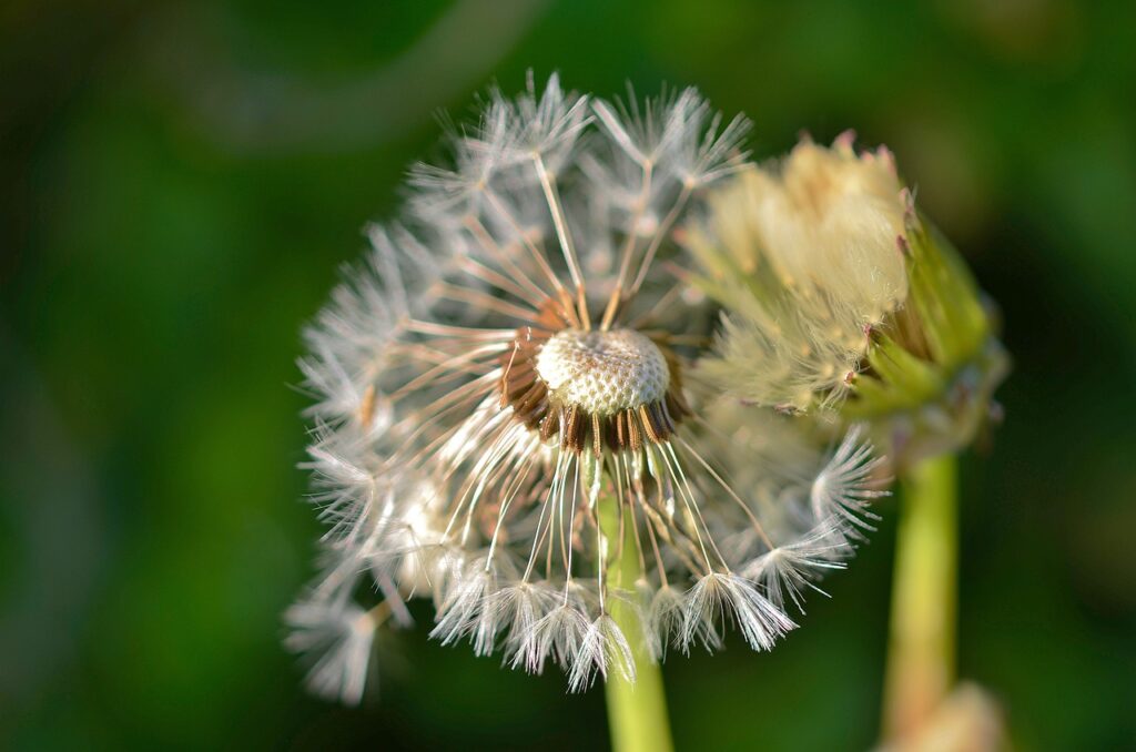 dandelion, natur, nature, plant, seeds