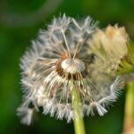 dandelion, natur, nature, plant, seeds