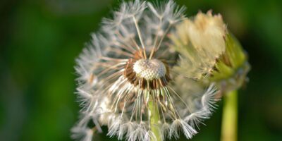 dandelion, natur, nature, plant, seeds