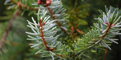 Regional: Weihnachtsbaumabholung ab nächster Woche