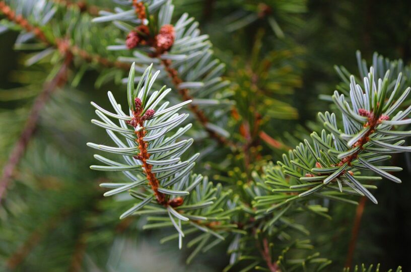 Weihnachtsbaumabholung ab nächster Woche