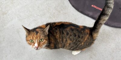 Antenne Körbchen gesucht - Kuschelkatze