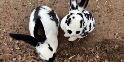 Antenne Körbchen gesucht - Kaninchen Fabienne