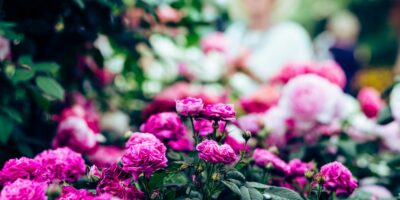 selective focus photography of pink roses