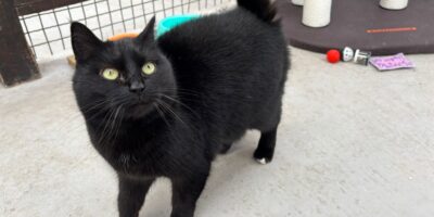 Antenne Körbchen gesucht - Katze Diana