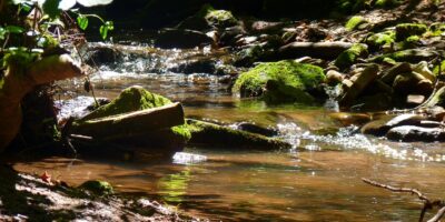 water, bach, flow, nature