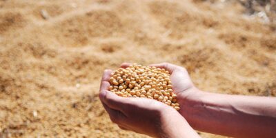 soybean, hand, agro, harvest, seeds, leguminous, soybean, soybean, soybean, soybean, soybean, agro, Saatgutbibliothek Bad Kreuznach