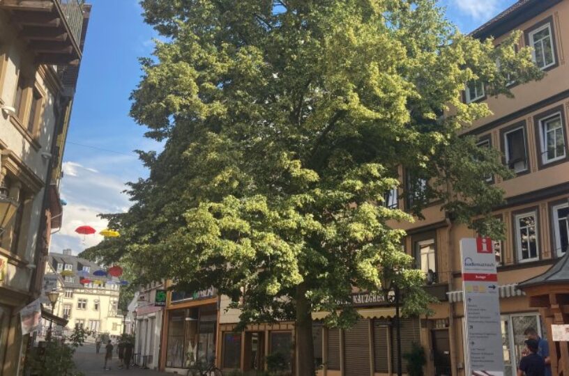 Baumpflege in der Bad Kreuznacher Neustadt: Linde am „Kalten Loch“ wird zurückgeschnitten