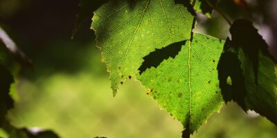 leaves, birch, tree