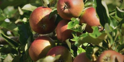 Apples Apple Tree Fruits Fruit Tree  - Capri23auto / Pixabay